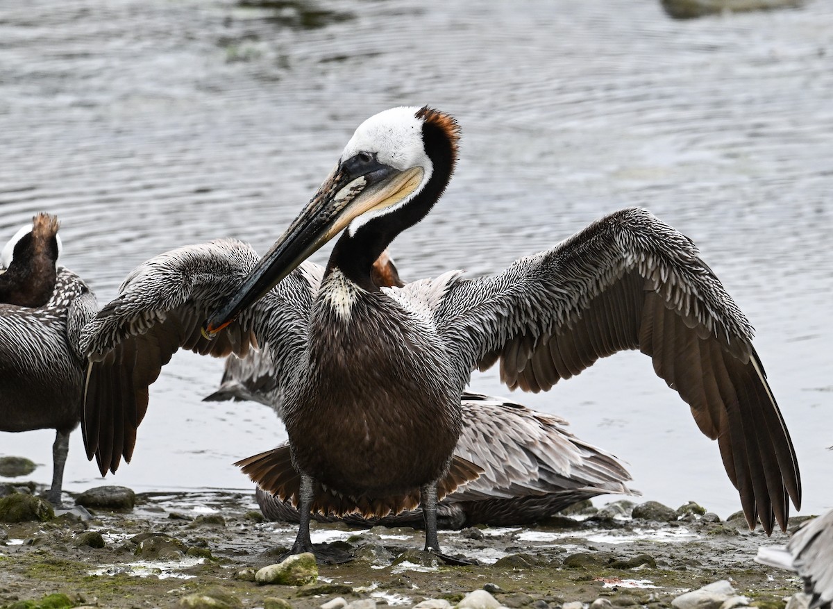 Brown Pelican - ML641958379