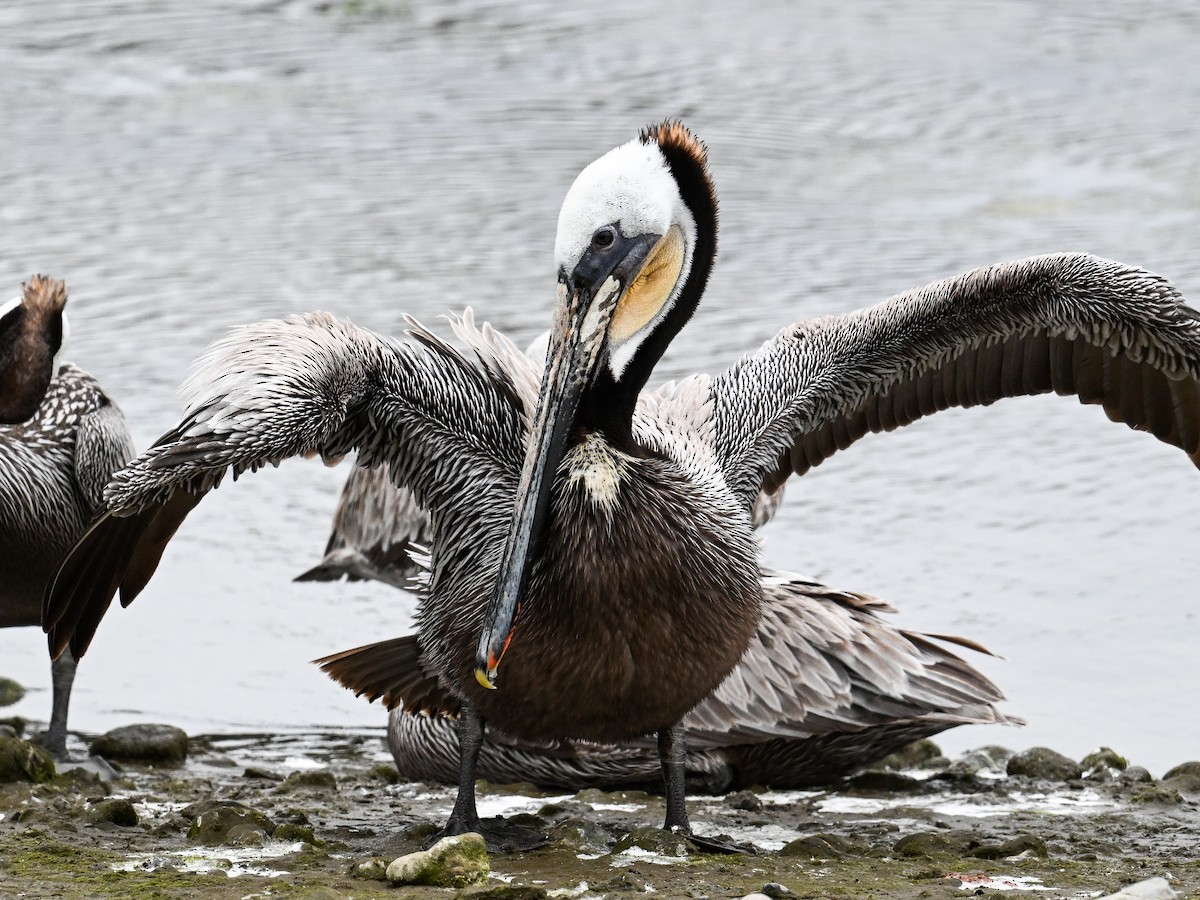 Brown Pelican - ML641958385