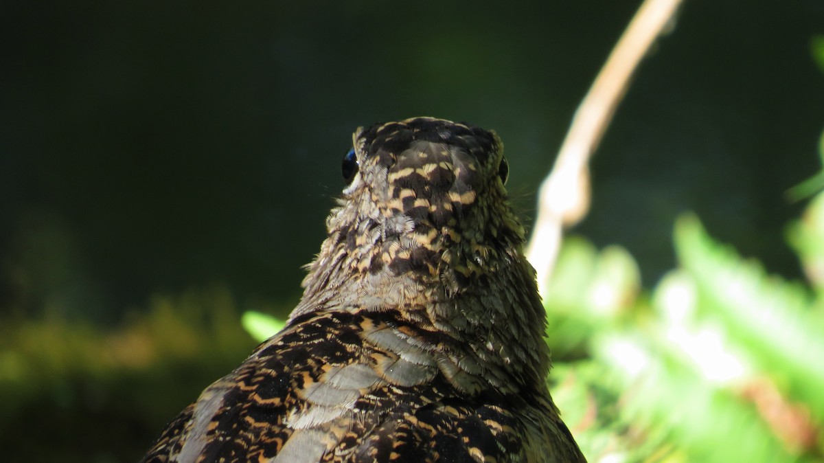 American Woodcock - ML641958391