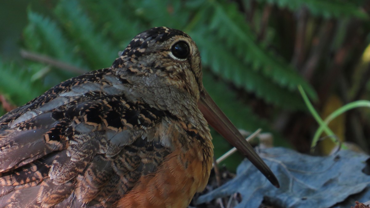 American Woodcock - ML641958392