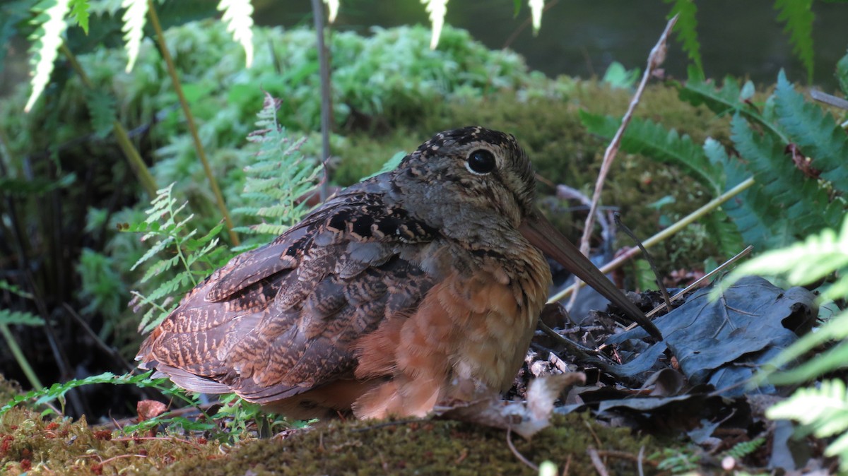 American Woodcock - ML641958393