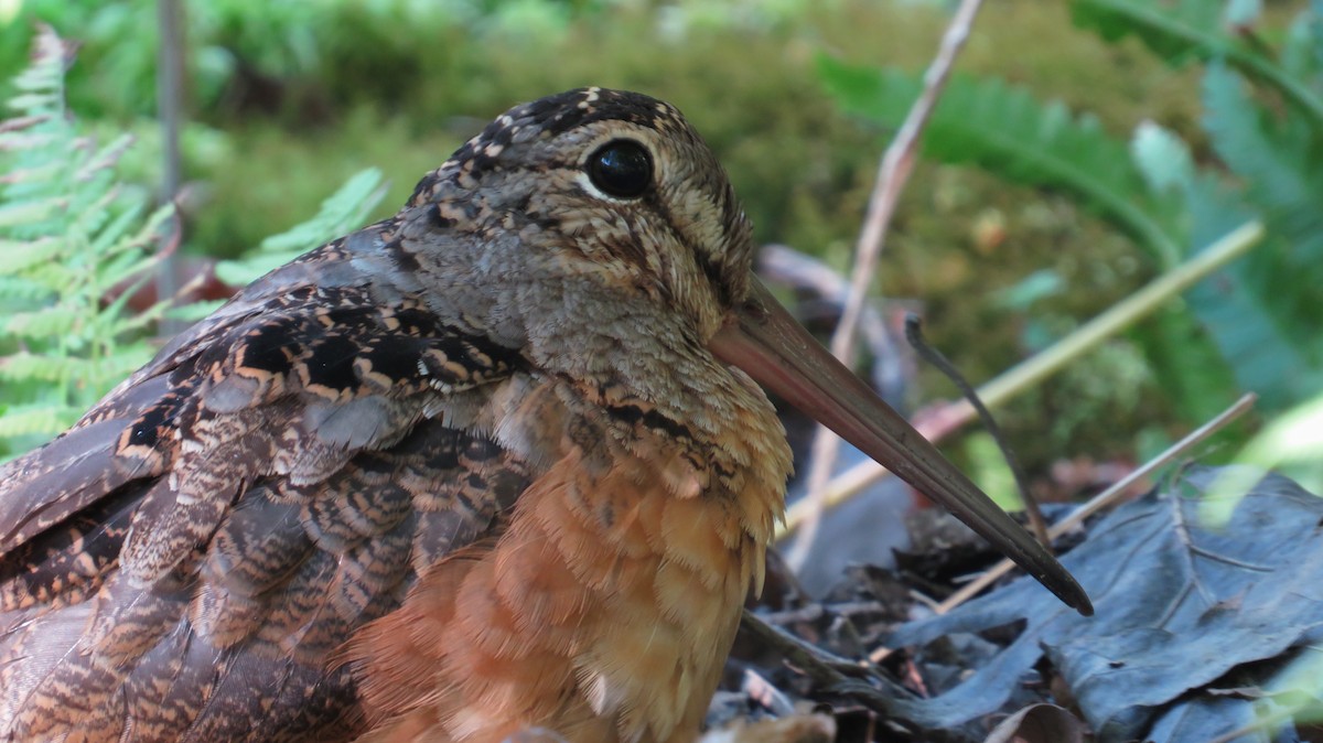 American Woodcock - ML641958394