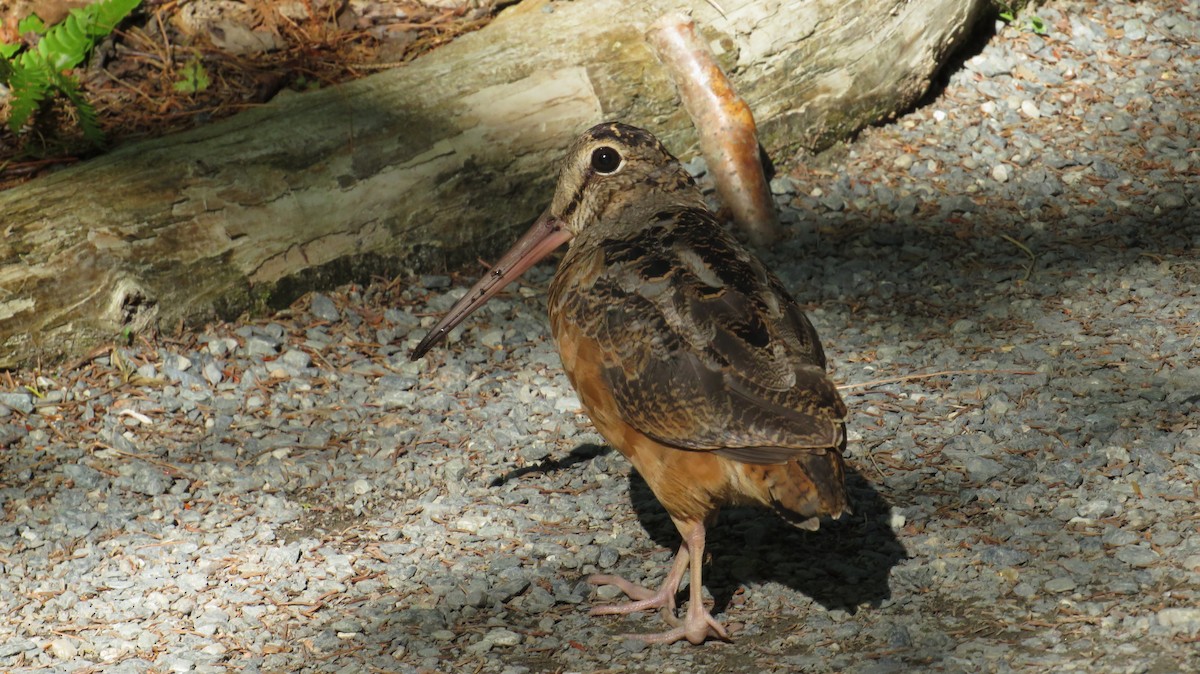 American Woodcock - ML641958395