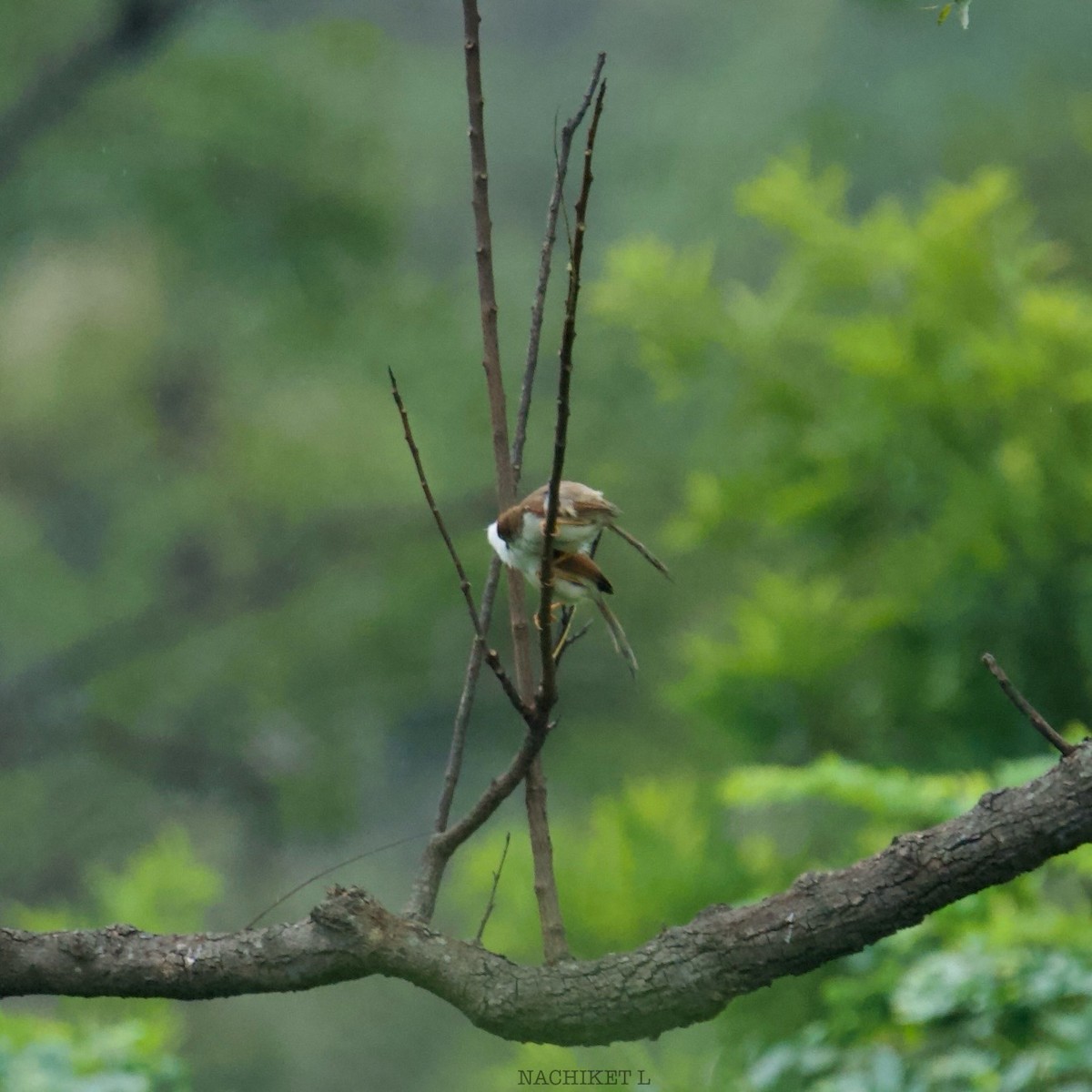 Yellow-eyed Babbler - ML641958410