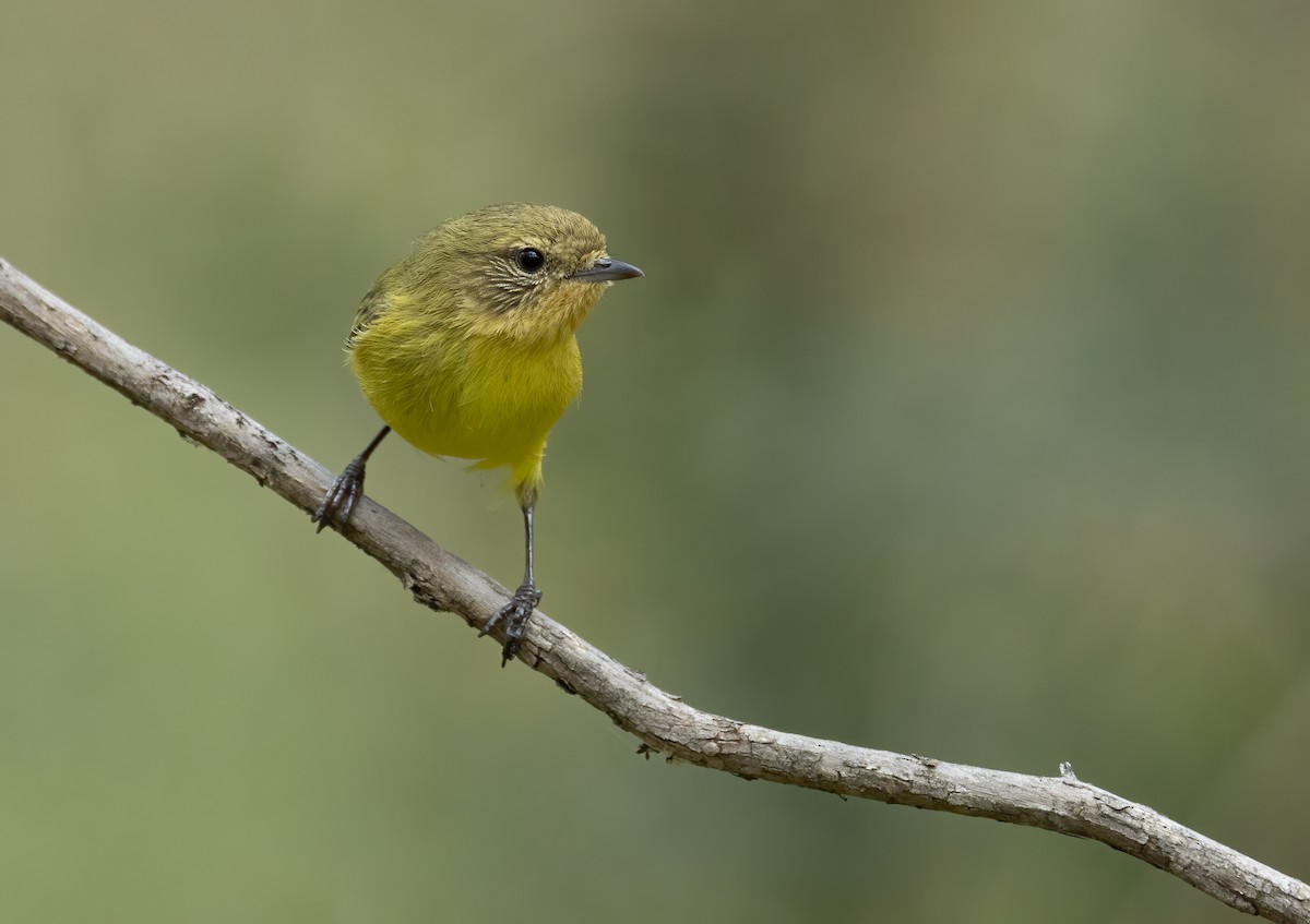 Yellow Thornbill - ML641958424