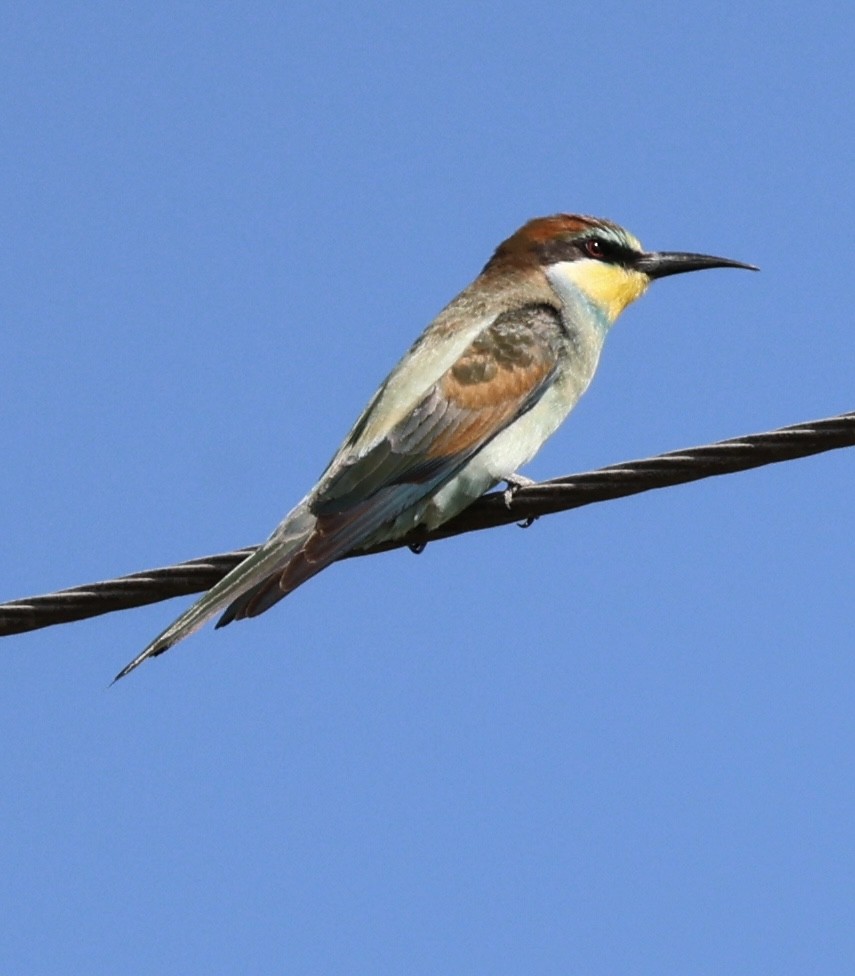 European Bee-eater - ML641958448