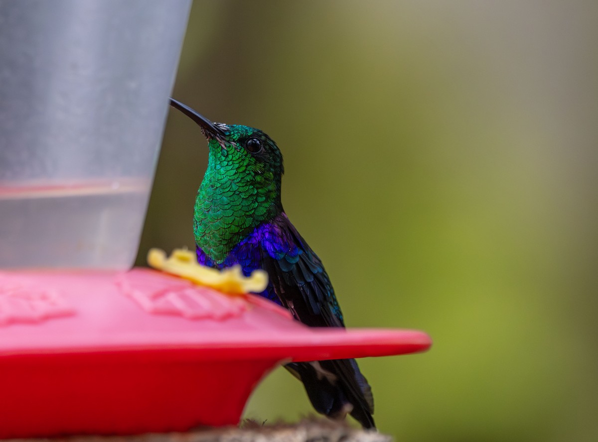 Crowned Woodnymph (Green-crowned) - ML641958467