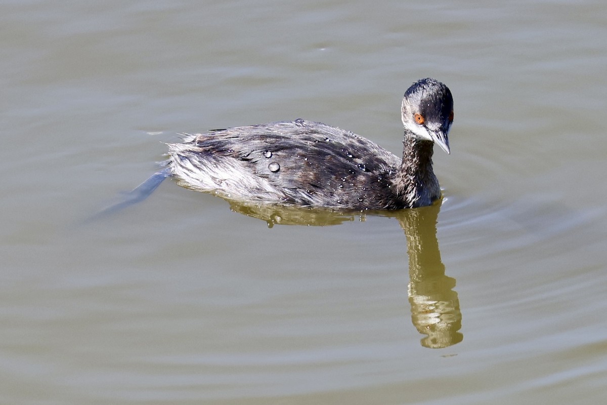 Eared Grebe - ML641958497