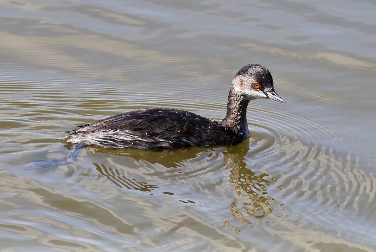 Eared Grebe - ML641958498