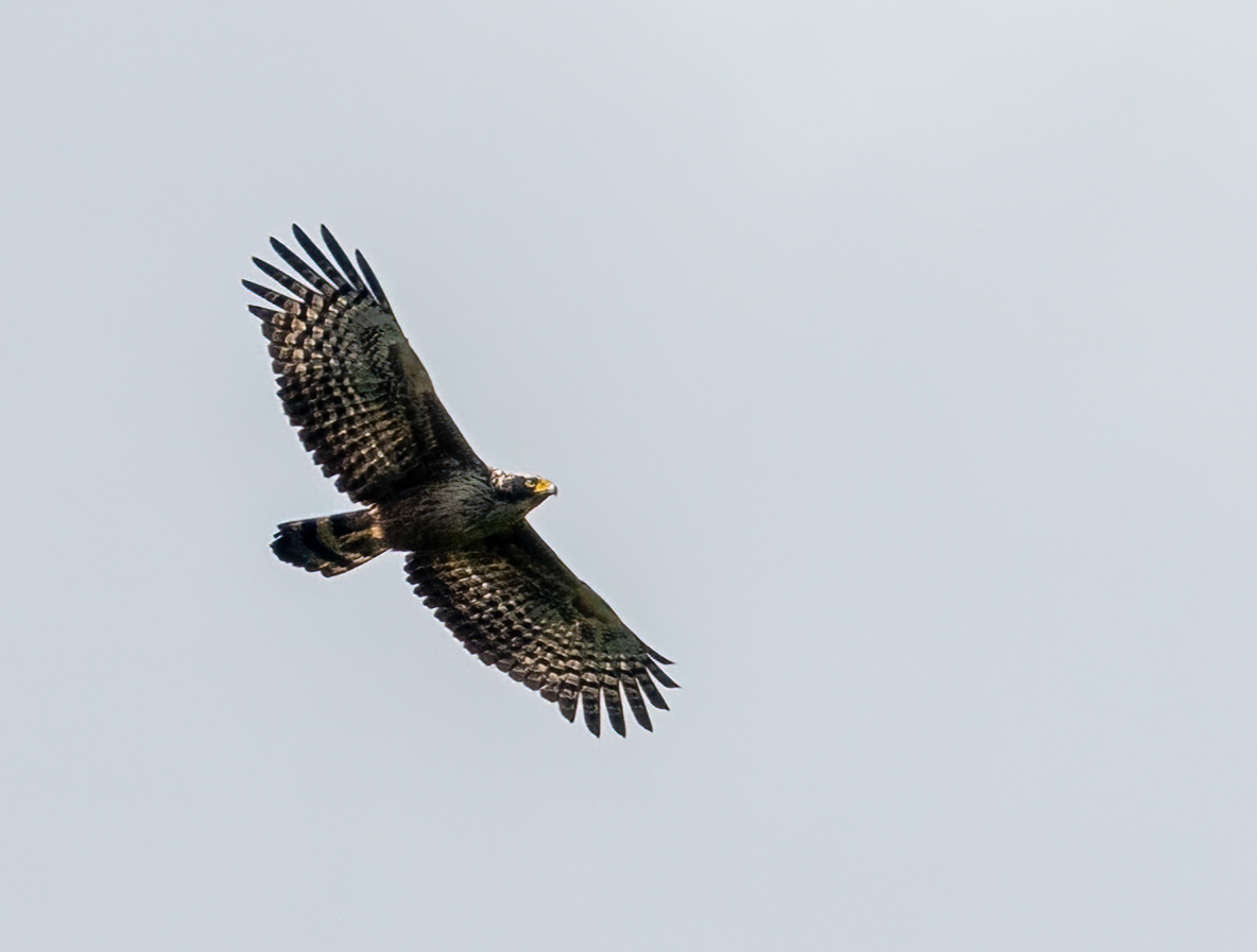 Crested Serpent-Eagle - ML641958500