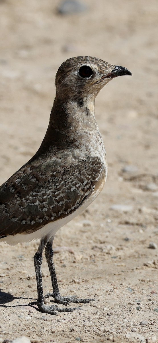 Collared Pratincole - ML641958512