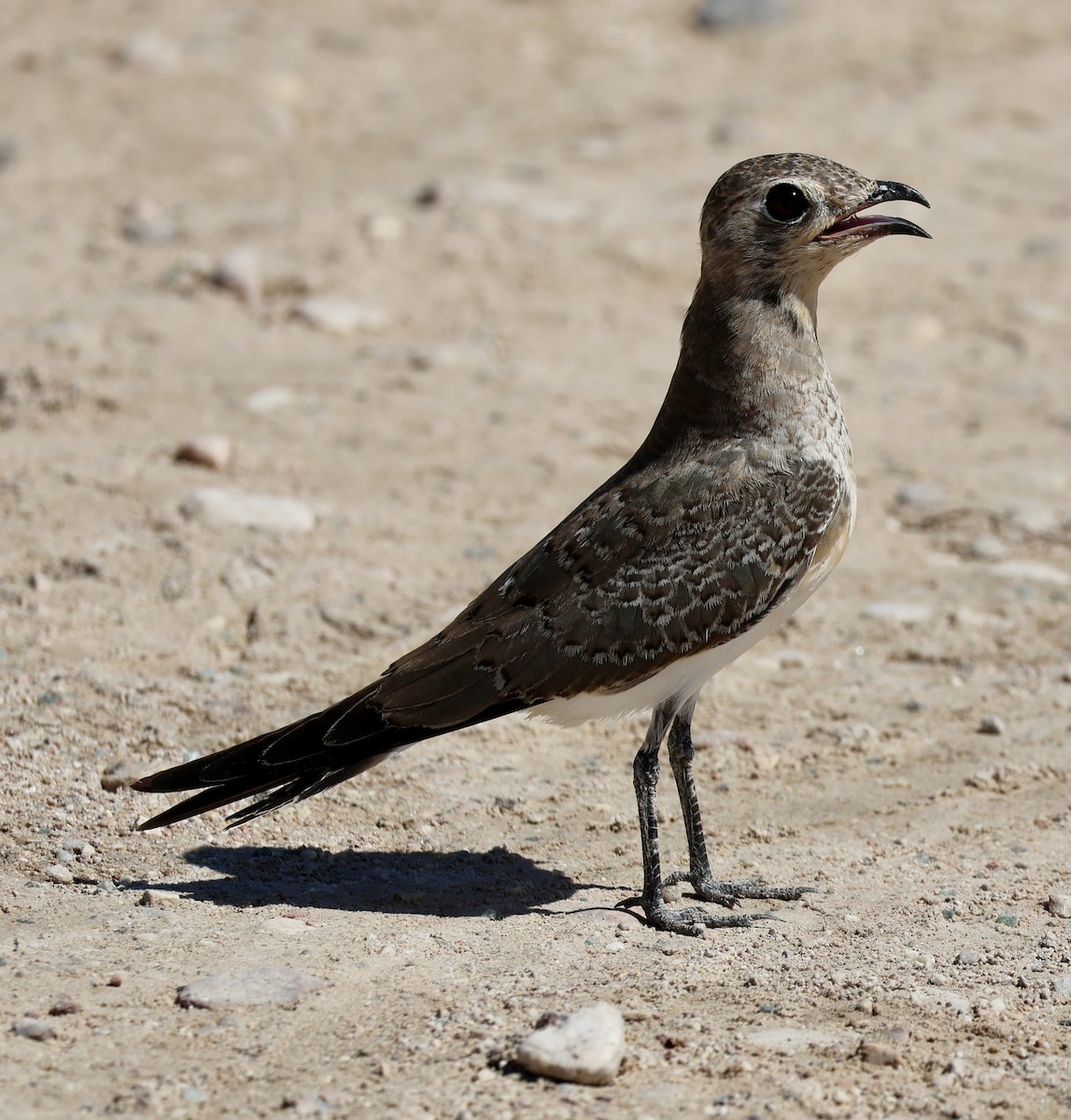 Collared Pratincole - ML641958513
