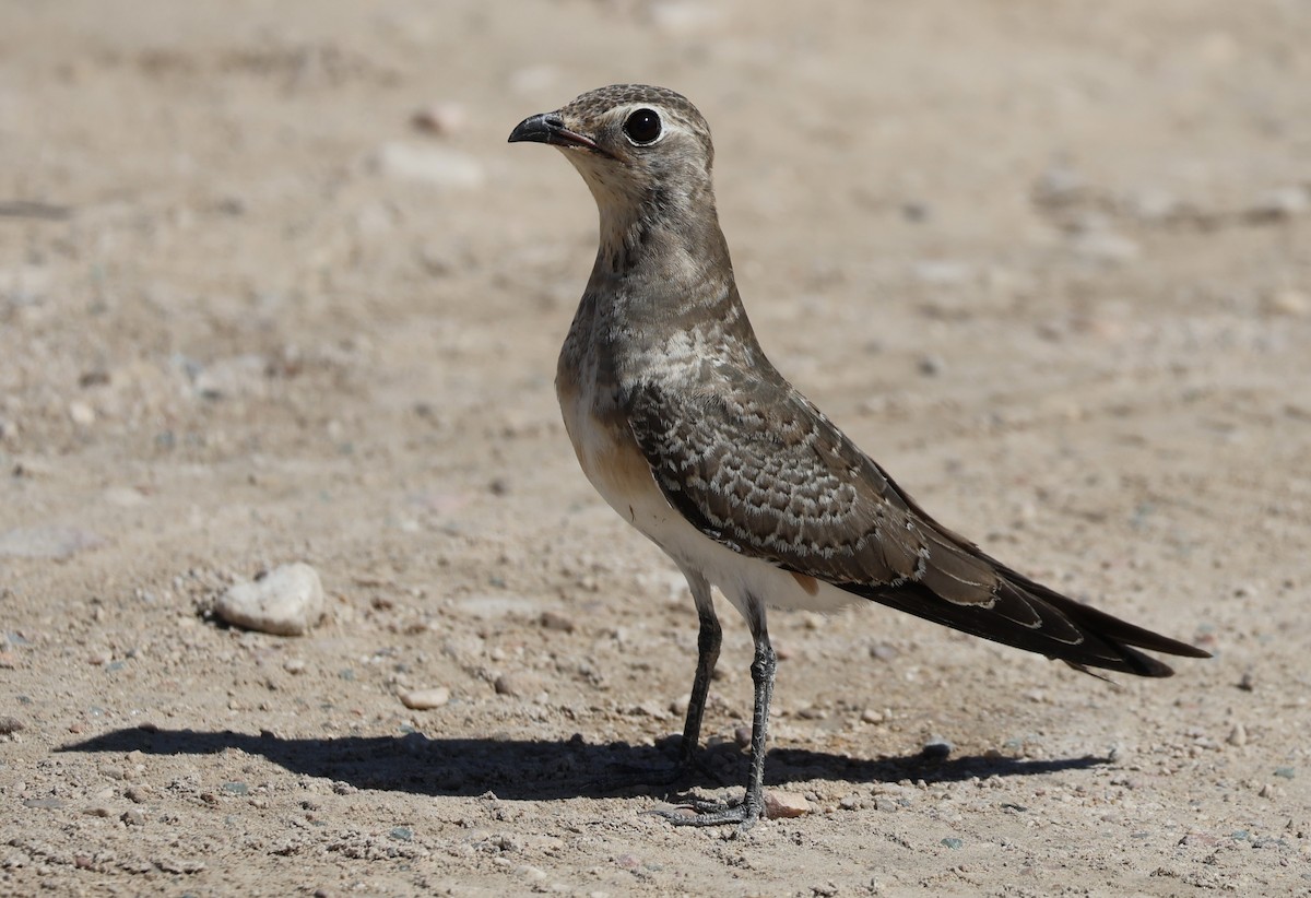 Collared Pratincole - ML641958514