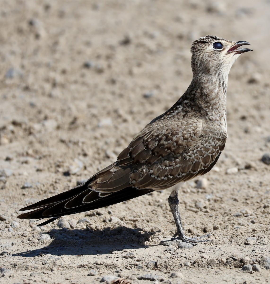 Collared Pratincole - ML641958515