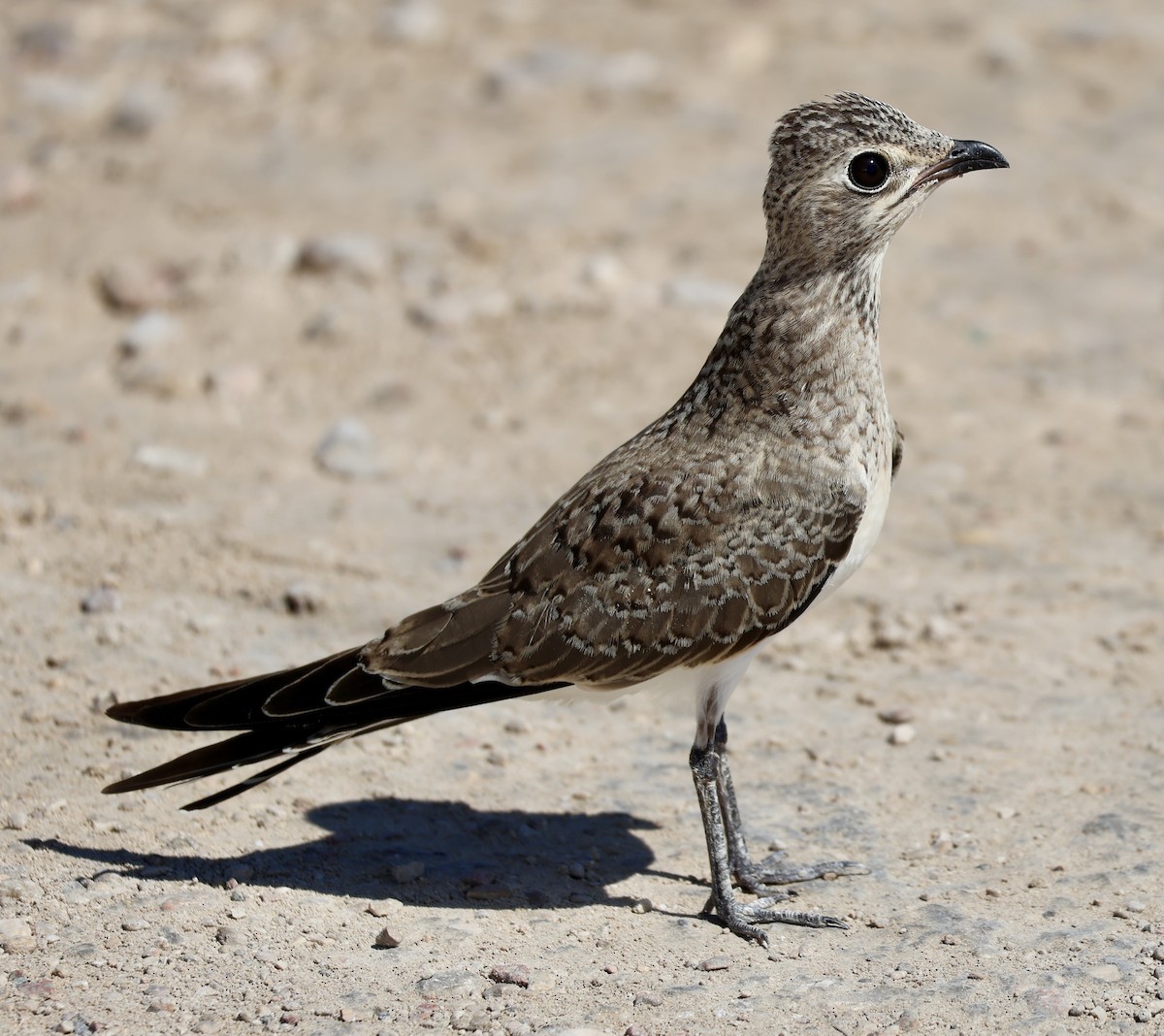 Collared Pratincole - ML641958516