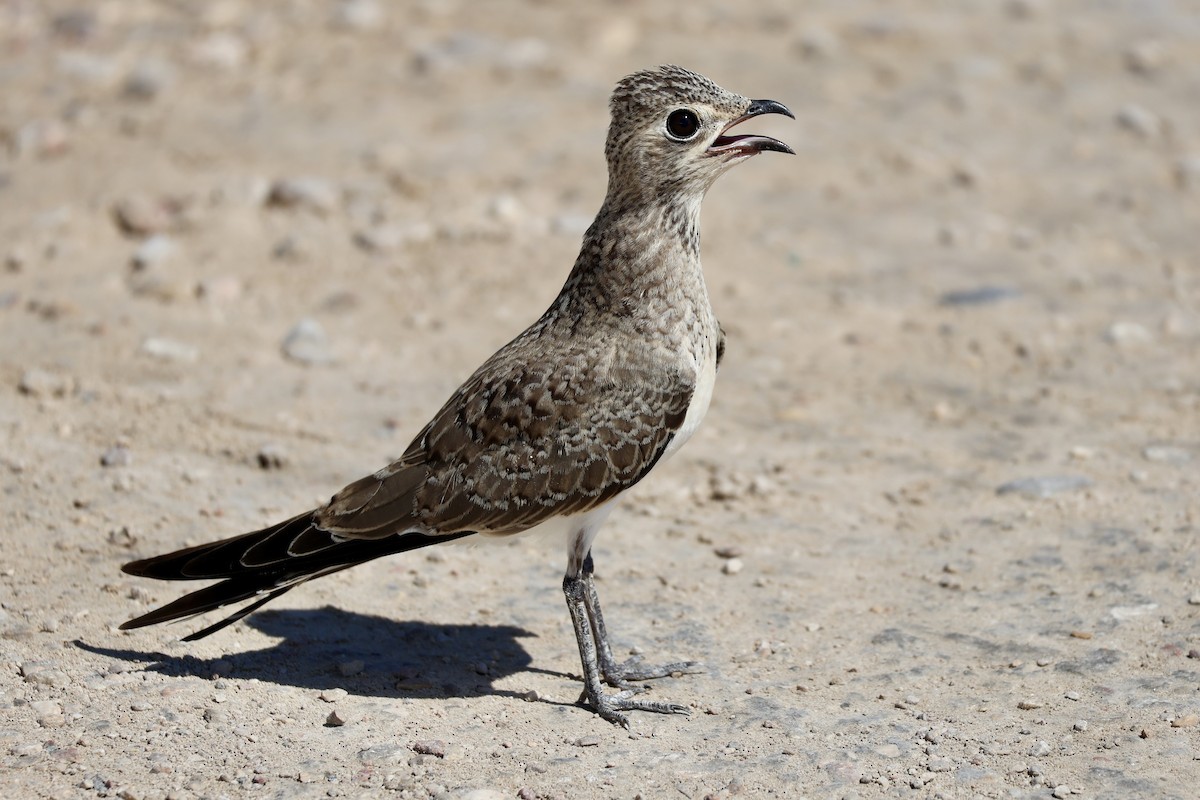 Collared Pratincole - ML641958517