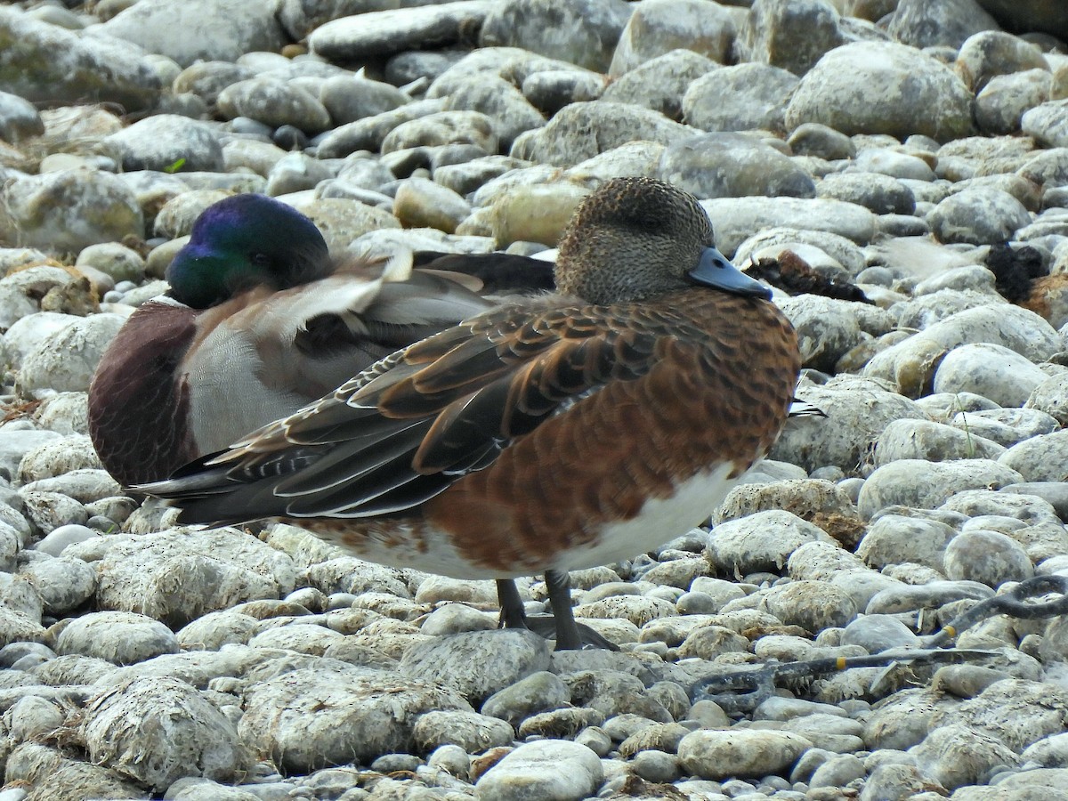 American Wigeon - ML641958518