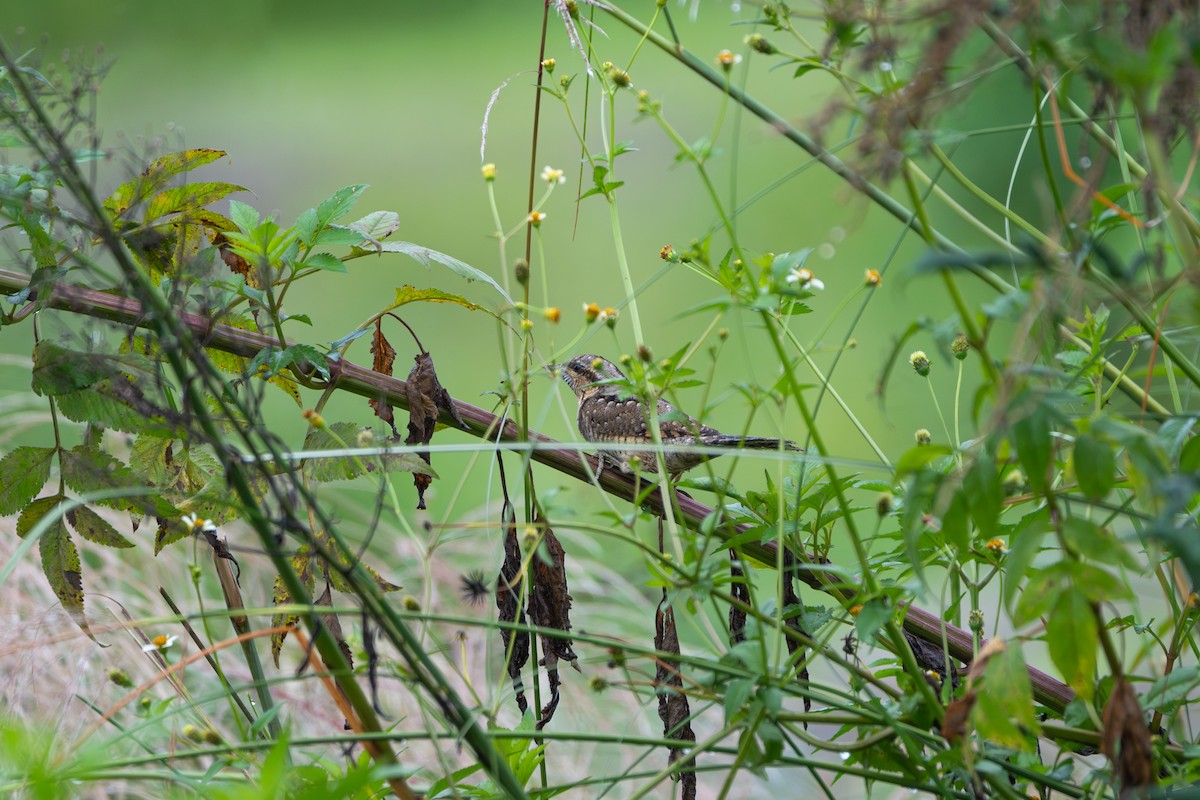 Eurasian Wryneck - ML641958546