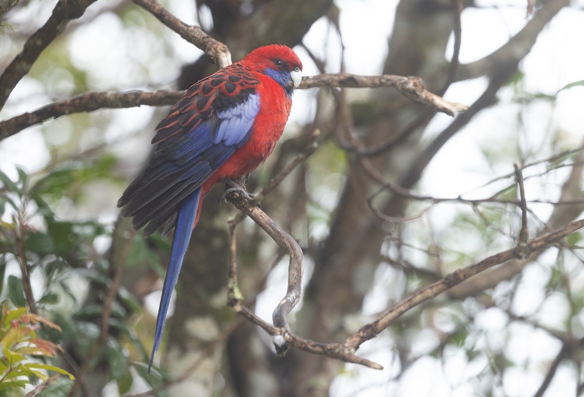 Rosella cremisi - ML641958551