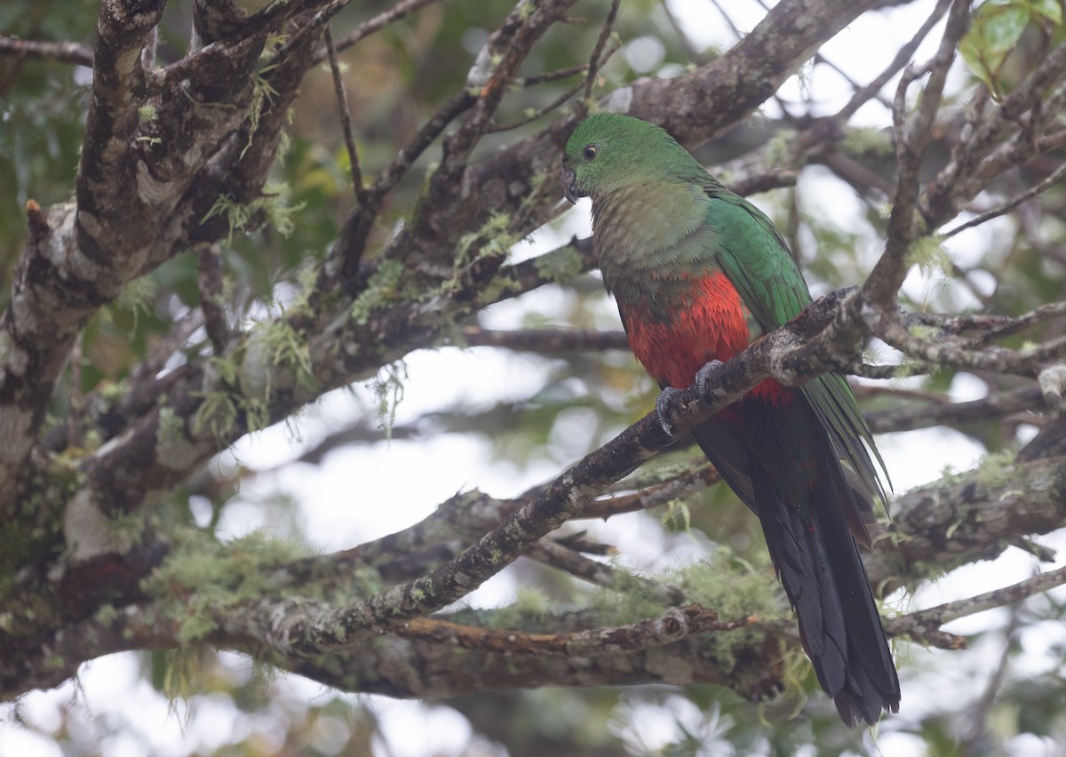 Australian King-Parrot - ML641958553