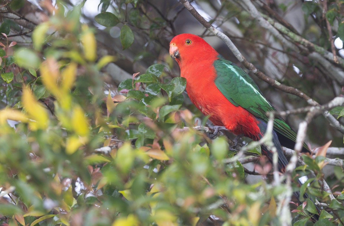 Australian King-Parrot - ML641958555