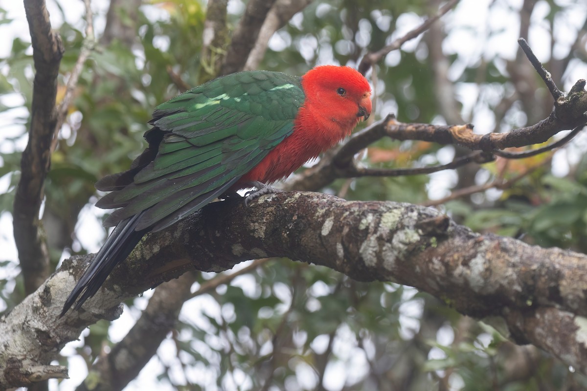 Australian King-Parrot - ML641958556