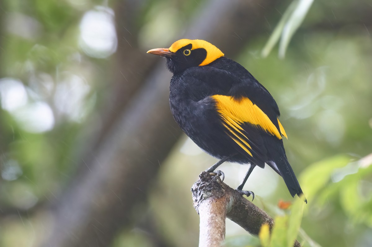 Regent Bowerbird - ML641958558