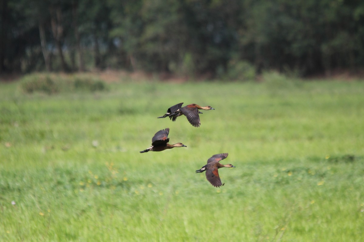 Wandering Whistling-Duck - ML641958569