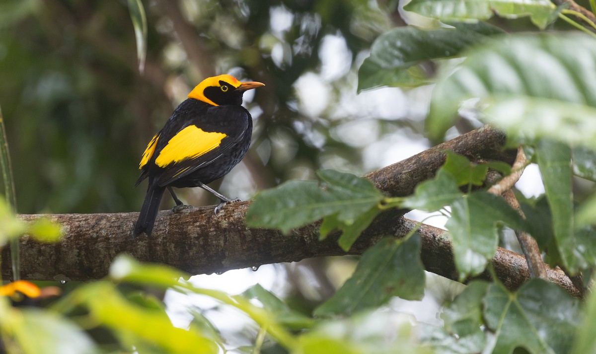 Regent Bowerbird - ML641958570