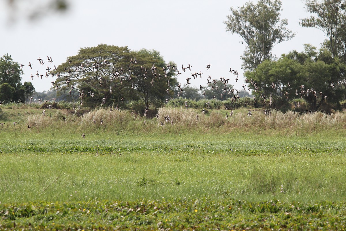 Wandering Whistling-Duck - ML641958575