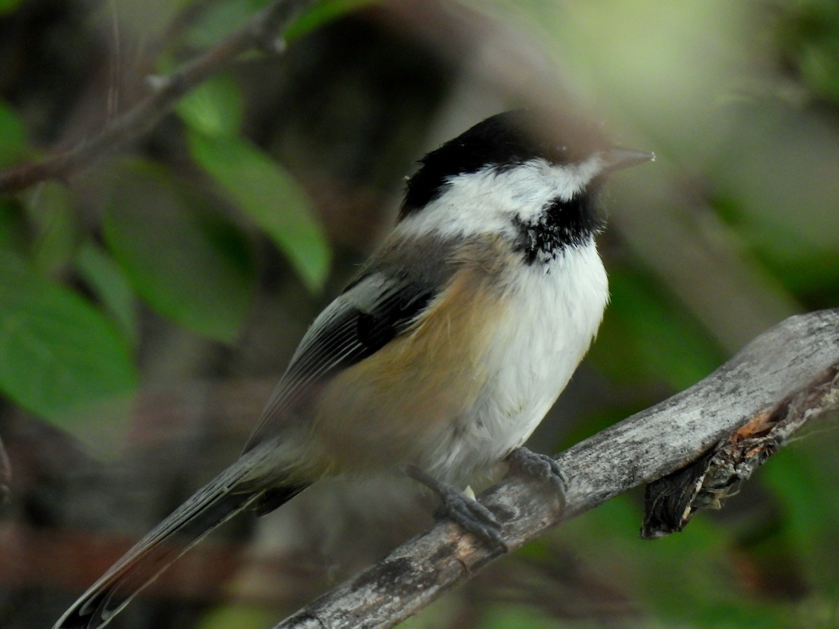 Black-capped Chickadee - ML641958584