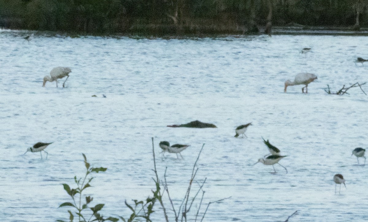 Yellow-billed Spoonbill - ML641958589