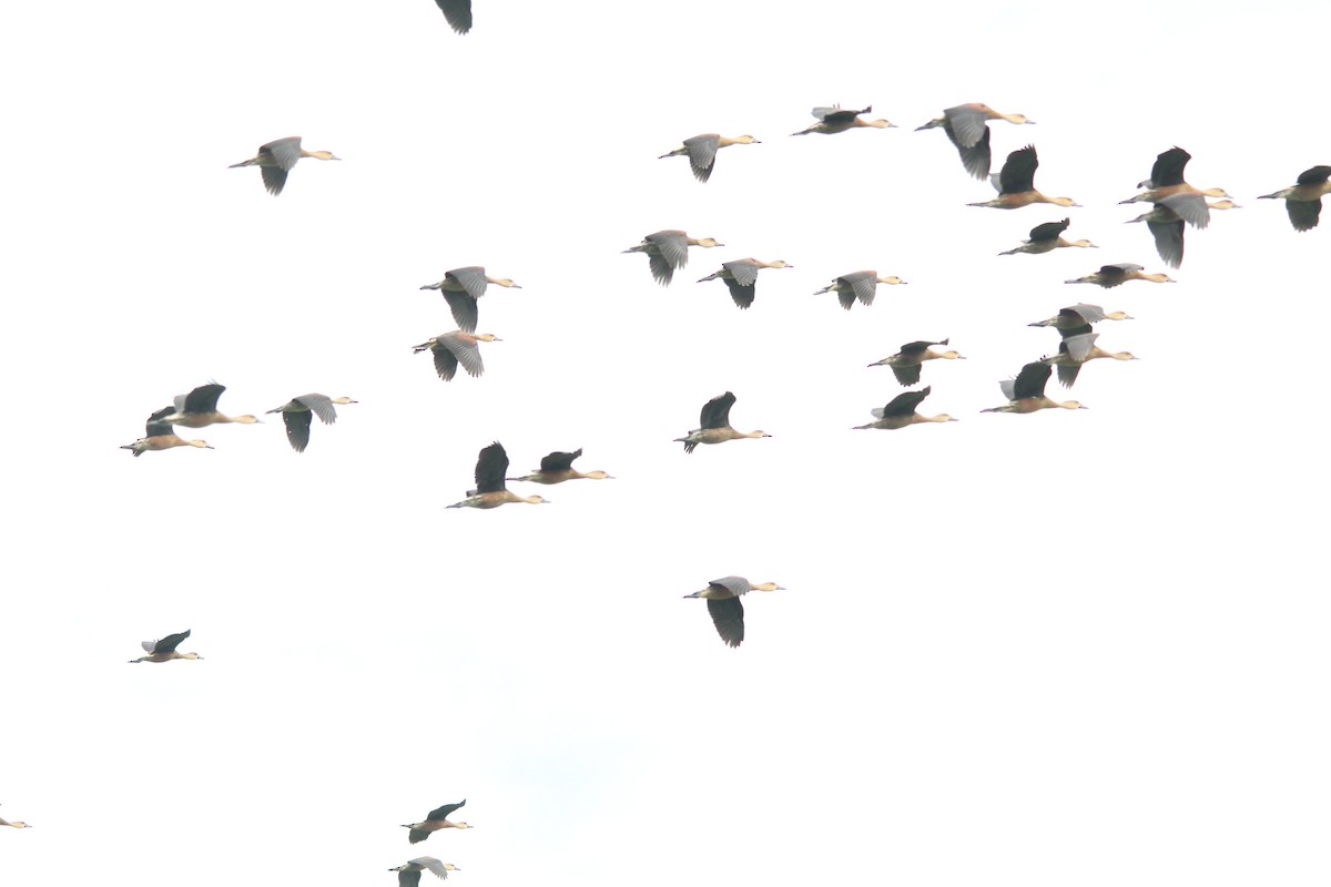 Wandering Whistling-Duck - ML641958591