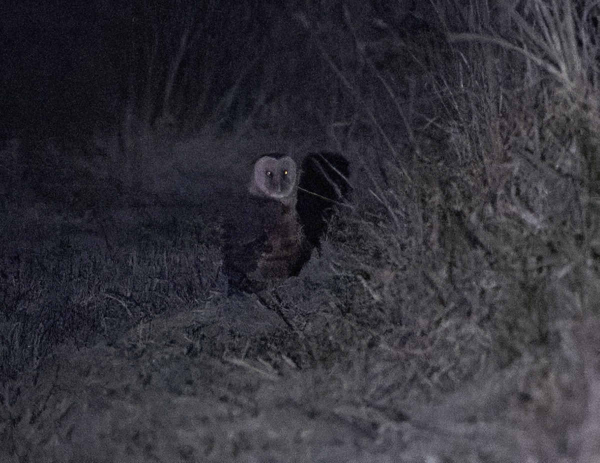 Australasian Grass-Owl - ML641958592