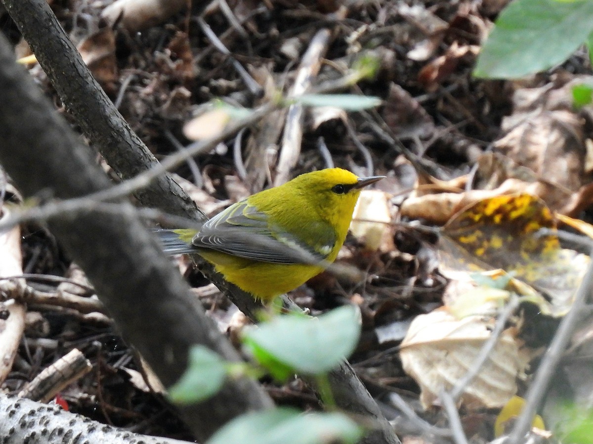 Blauflügel-Waldsänger - ML641958600