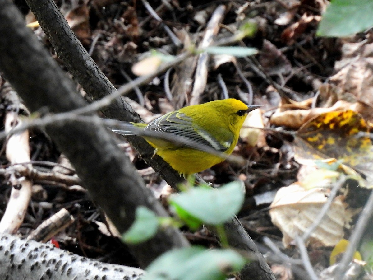 Blauflügel-Waldsänger - ML641958608