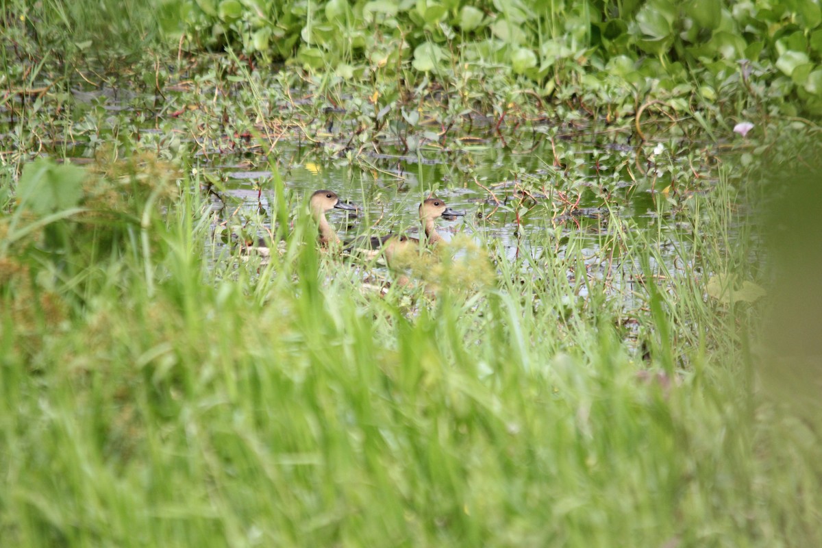 Wandering Whistling-Duck - ML641958609
