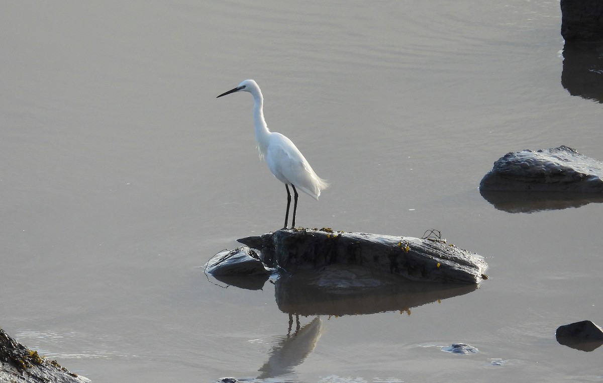 Little Egret - ML641958610
