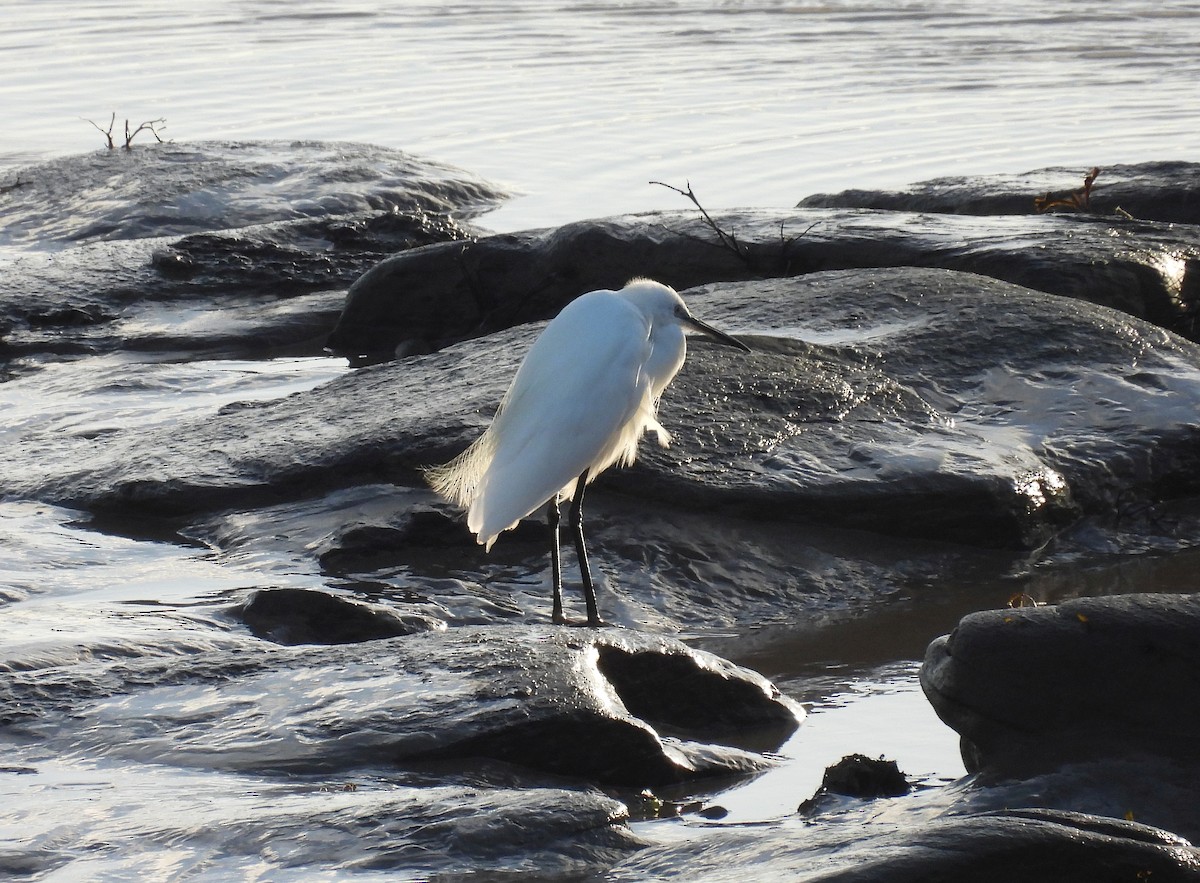 Little Egret - ML641958611