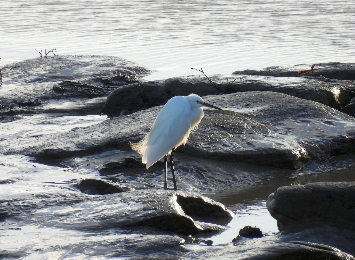 Little Egret - ML641958612
