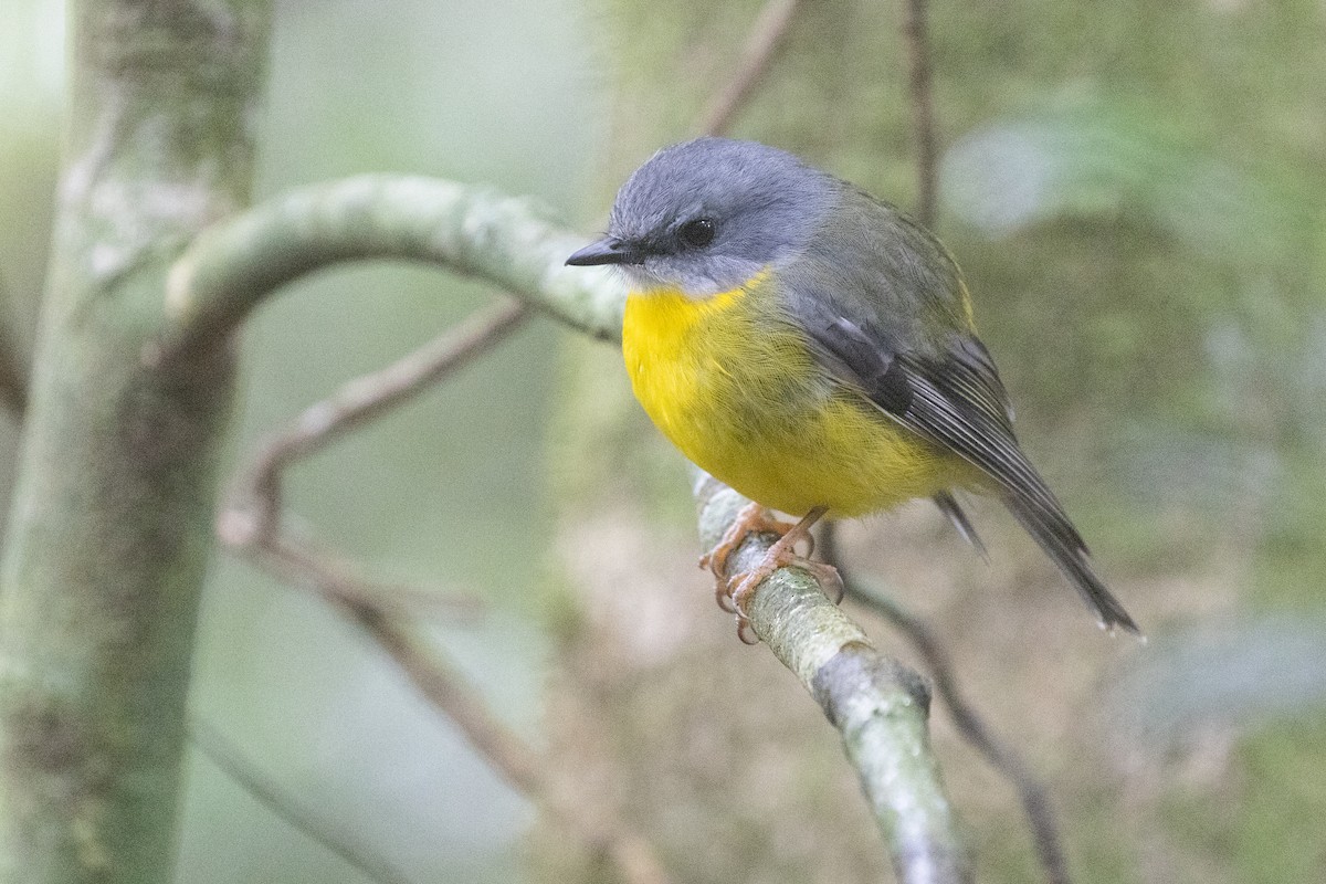 Eastern Yellow Robin - ML641958615