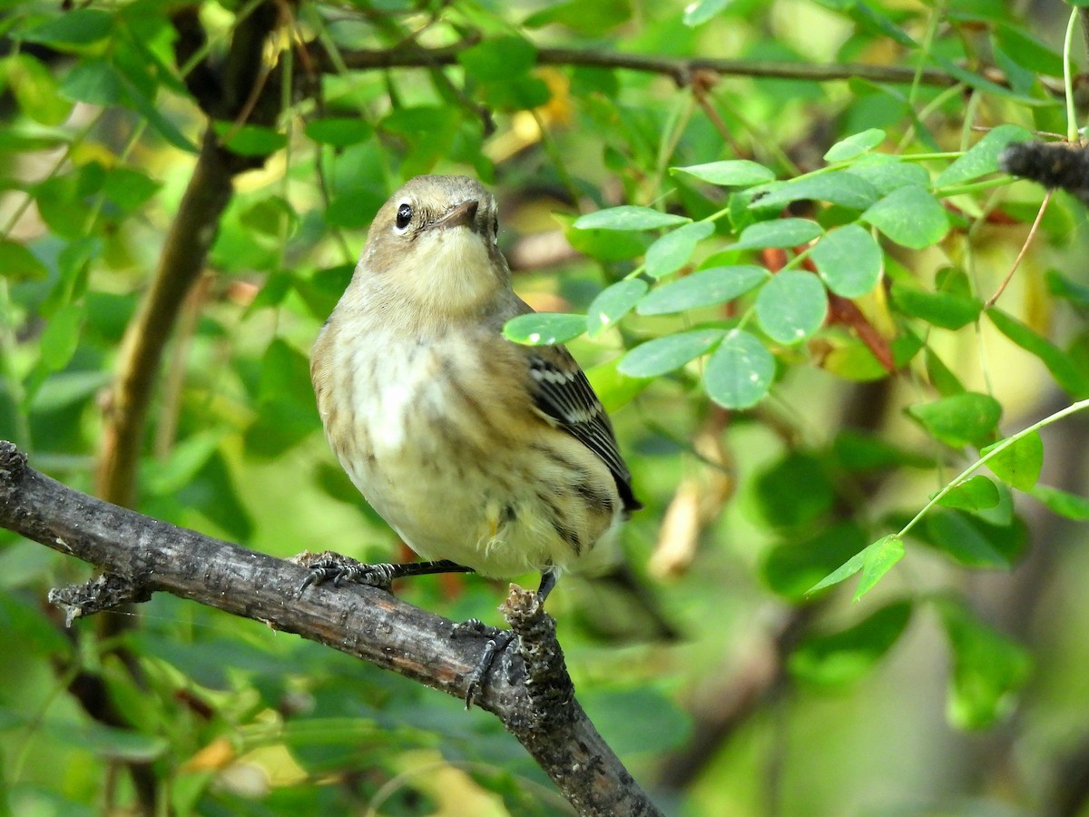 Yellow-rumped Warbler - ML641958619