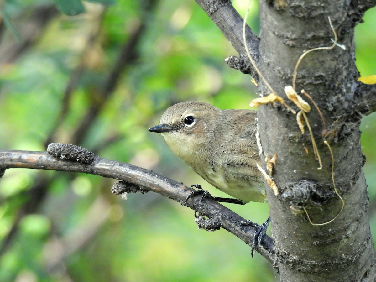 Yellow-rumped Warbler - ML641958620