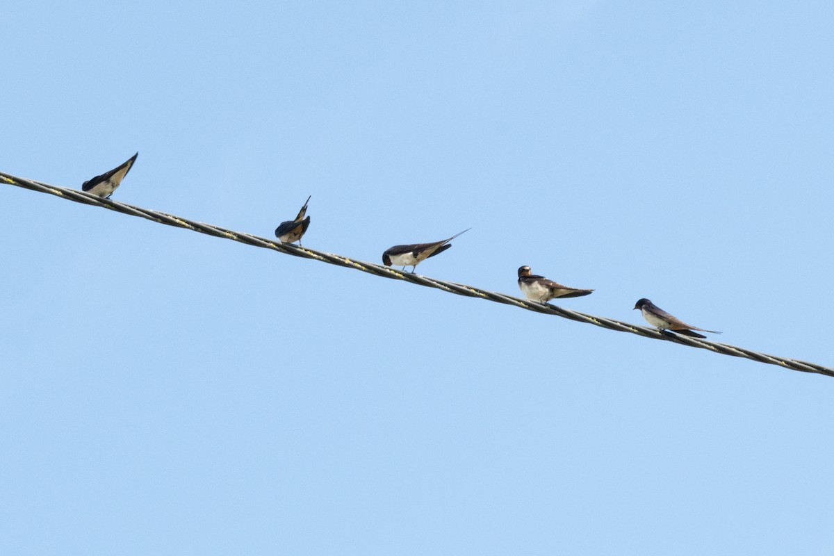 Barn Swallow - ML641958640