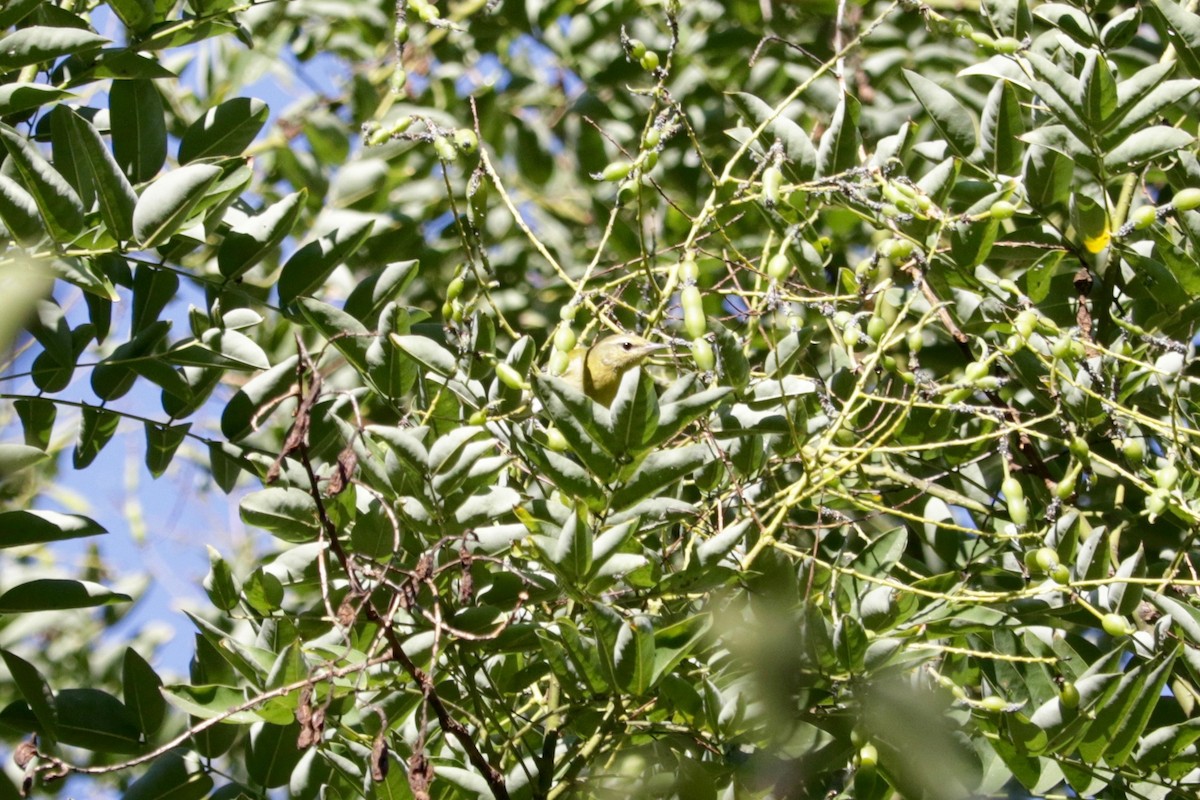 Tennessee Warbler - ML641958646