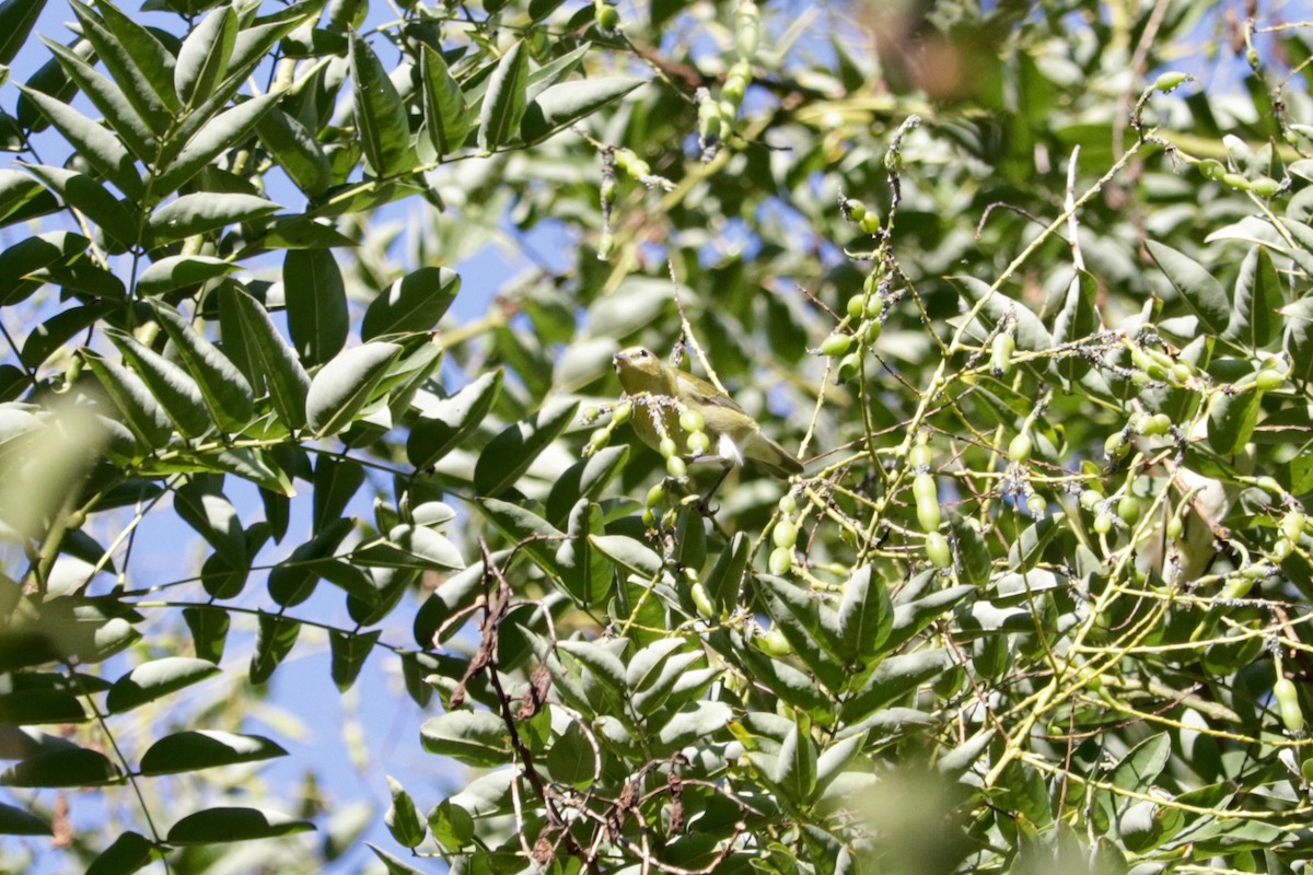 Tennessee Warbler - ML641958647