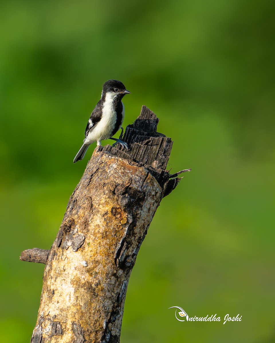 White-naped Tit - ML641958670