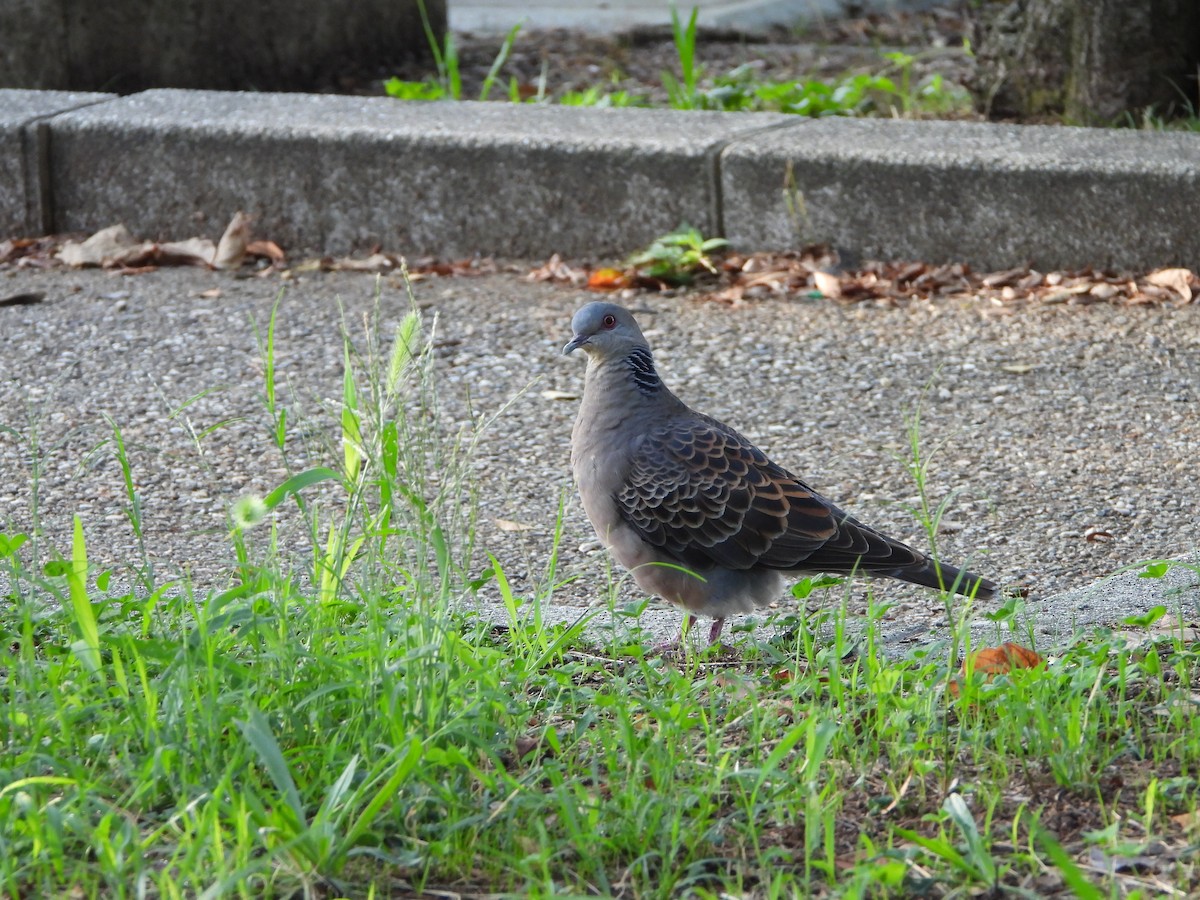 Oriental Turtle-Dove - ML641958679