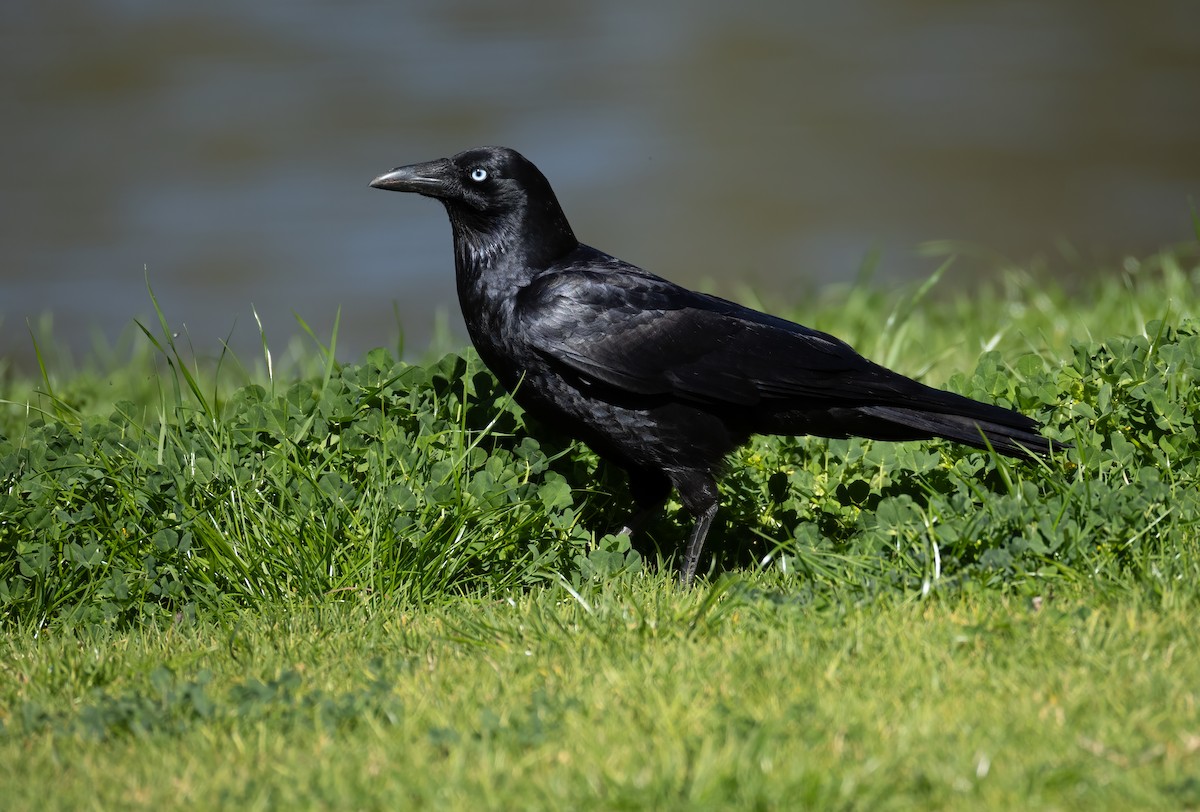 Little Raven - ML641958684