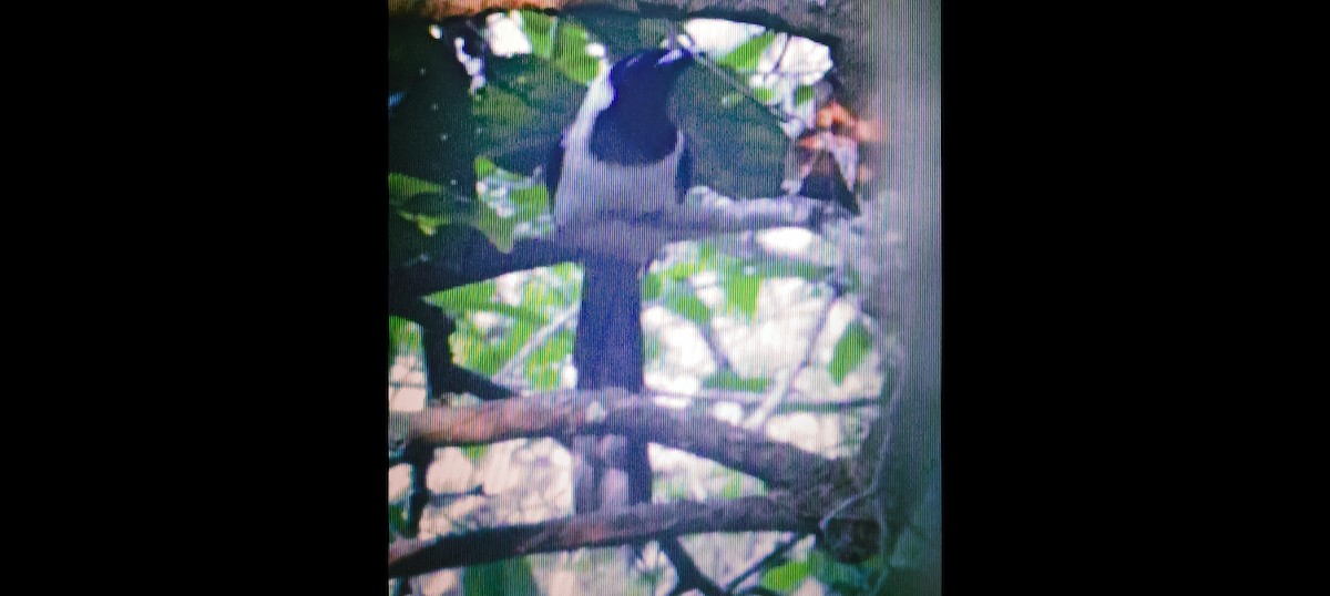 White-bellied Treepie - ML641958685